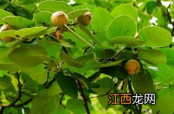 榅桲怎么吃 榅桲