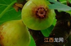 无花果 无花果干的功效与作用