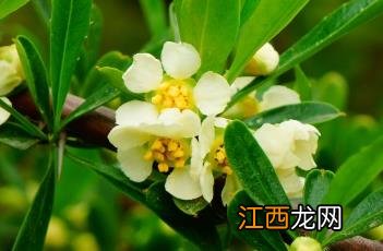 蕤核 蕤仁图片