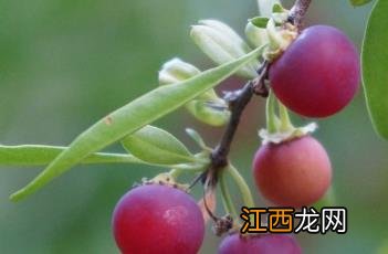 蕤核 蕤仁图片