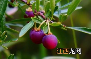 蕤核 蕤仁图片