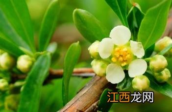 蕤核 蕤仁图片