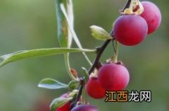 蕤核 蕤仁图片