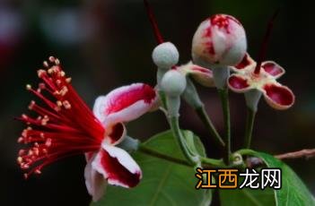 菲油果 菲油果的功效