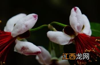 菲油果 菲油果的功效