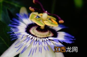 西番莲 西番莲花