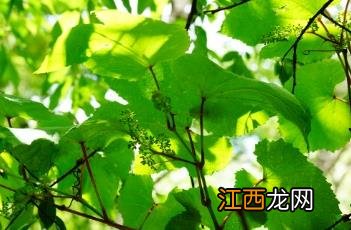 山葡萄 山葡萄中药