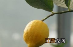 柠檬 柠檬直播