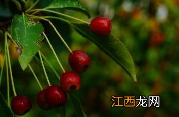 山荆子 山荆子的功效与作用