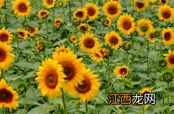 葵花子就是瓜子 葵花子