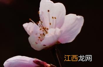 桃 桃花源记