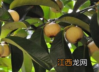 山竹怎么保存 山竹