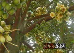 榴莲视频app下载安装无限看免费 - 丝瓜苏州晶体公司io 榴莲