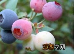 蓝莓 蓝莓用英语怎么说