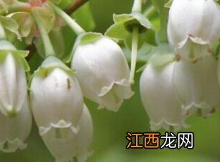 蓝莓 蓝莓用英语怎么说