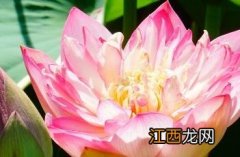 葵花向阳 葵花向阳开,朵朵放光彩,四朵四朵数,九次数一半