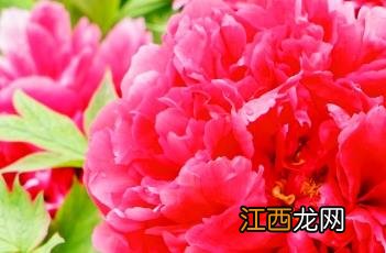 花王 花王纸尿裤