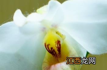 白花兜兰介绍 白花兜兰