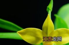 暗红美洲兜兰黄花 黄边红心的花