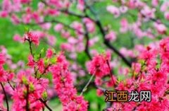 京舞子 京舞子桃花