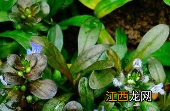 匍匐筋骨草的养殖方法 匍匐筋骨草