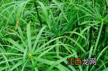 风车草 风车草在哪里采集