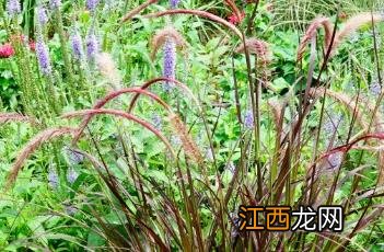 紫叶狼尾草 紫叶狼尾草图片