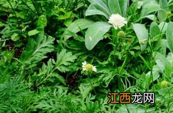 黄盆花是什么 黄盆花