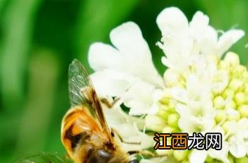 黄盆花是什么 黄盆花