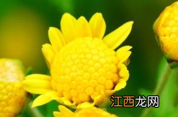 甘菊花的功效与作用 甘菊