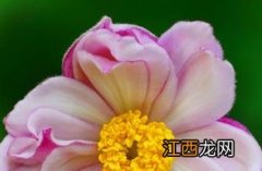 重瓣野棉花