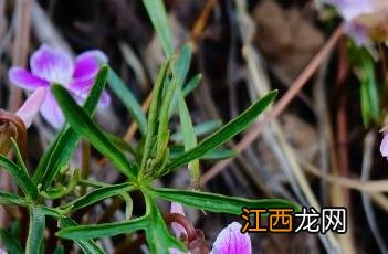 裂叶堇菜 裂叶堇菜能吃吗