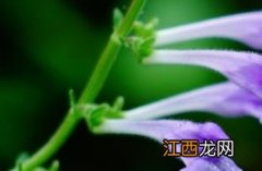 韩信草别名 韩信草