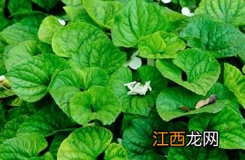 香堇菜花期 香堇菜