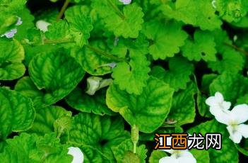 香堇菜花期 香堇菜