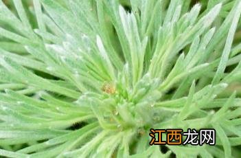 银蒿 观赏草