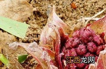 蜂斗菜 蜂斗菜图片