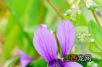 早开堇菜 早开堇菜图片