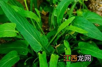 紫花地丁透皮抑菌膏 紫花地丁