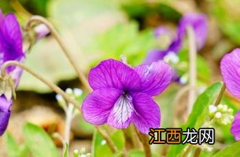 紫花地丁透皮抑菌膏 紫花地丁