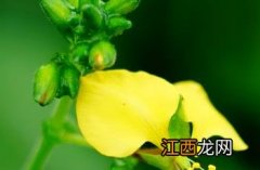 粘毛竹叶菜 竹叶菜竹叶菜