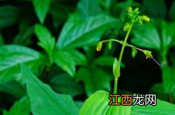 粘毛竹叶菜 竹叶菜竹叶菜