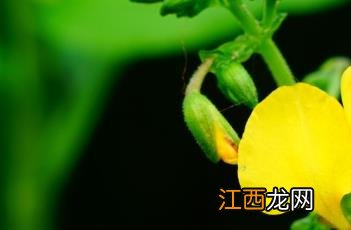 粘毛竹叶菜 竹叶菜竹叶菜