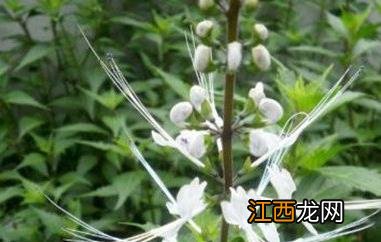 猫须草茶好处与坏处 猫须草茶的功效与作用