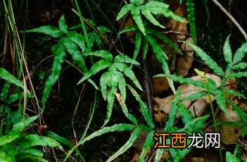 井栏边草的食用方法 井栏边草