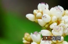 红龙蓼 红蓼长什么样