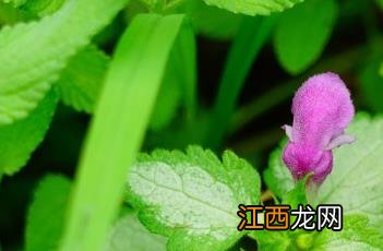 紫花野芝麻 紫花野芝麻能吃吗