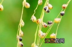 显子草 显子草的学名