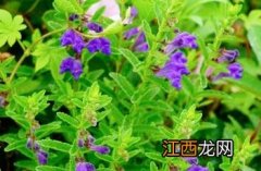 沙滩黄芩图 沙滩黄芩