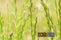 黑麦草 黑麦草种子多少钱一公斤